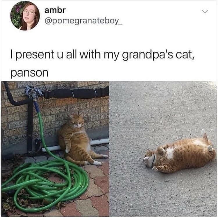 ambr @pomegranateboy_ I present u all with my grandpa's cat, panson