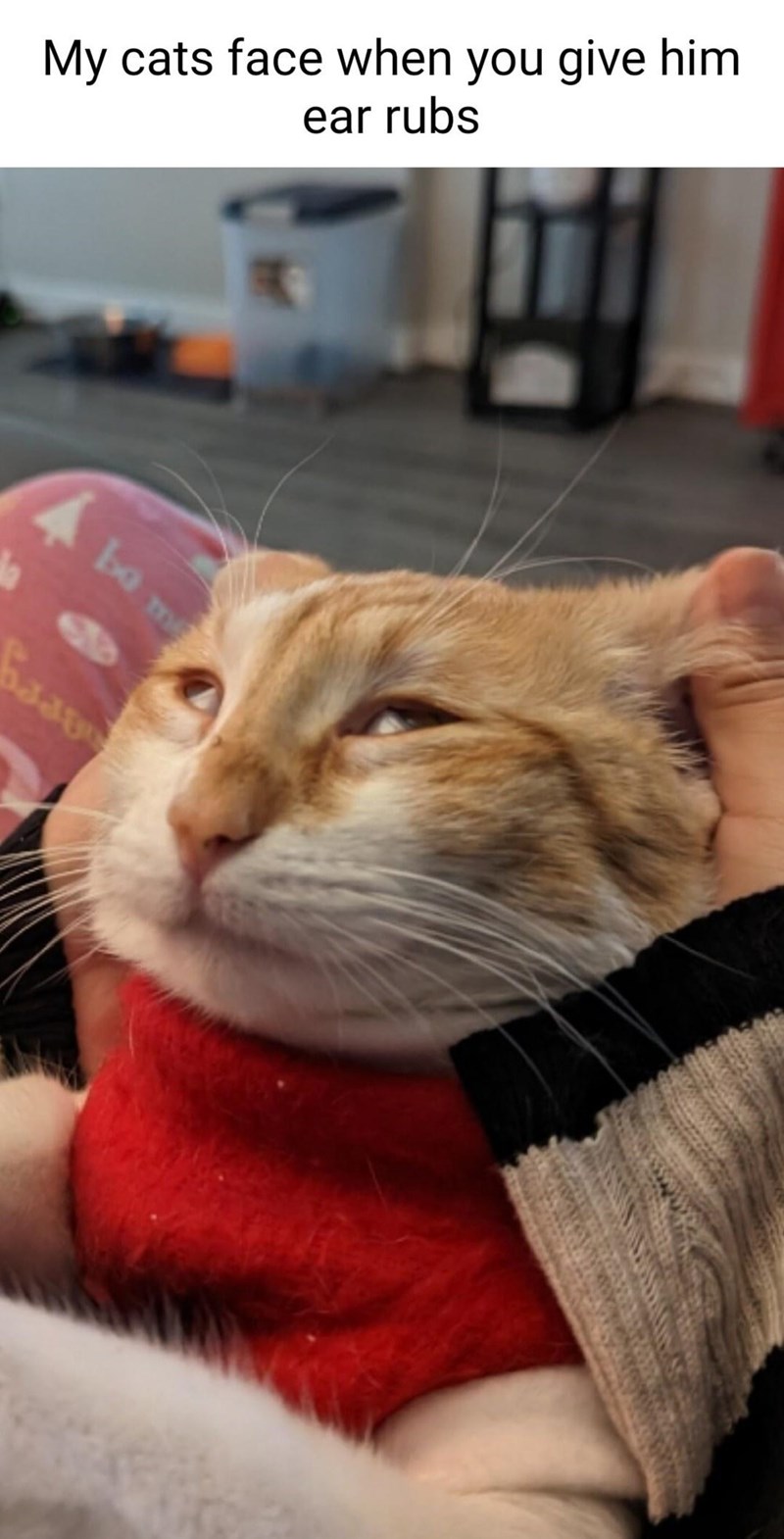 My cats face when you give him ear rubs bo m