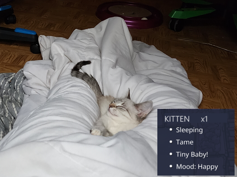 KITTEN x1 Sleeping Tame Tiny Baby! • Mood: Happy