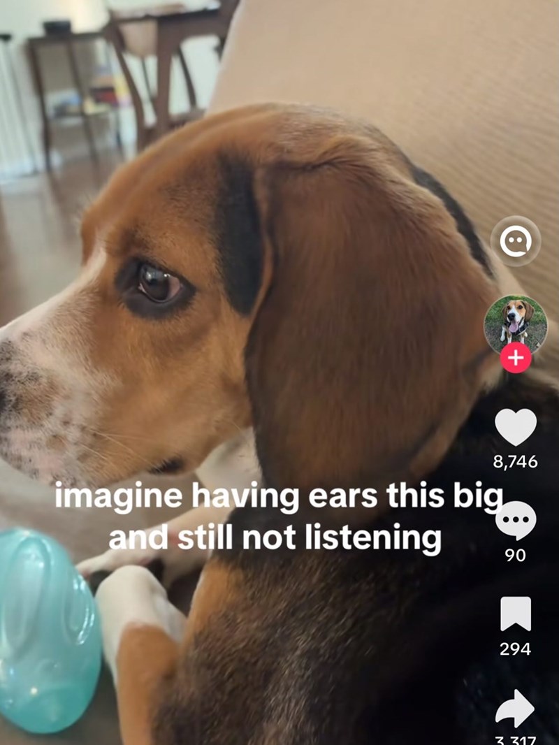 + 8,746 imagine having ears this big and still not listening 90 294 Z Z17