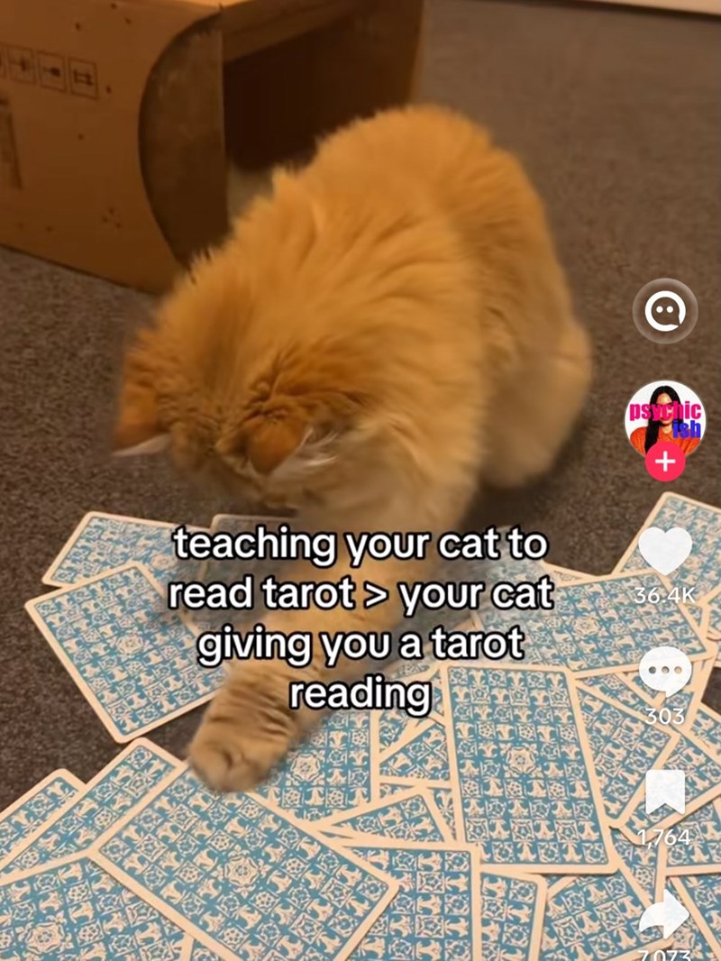 L teaching your cat to read tarot > your cat giving you a tarot reading psychic + 36.4K 腐 7073