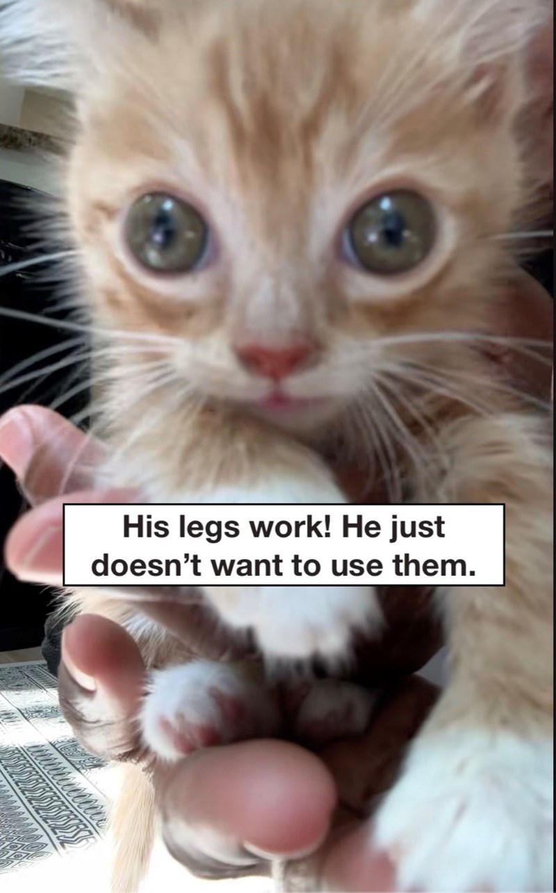 His legs work! He just doesn't want to use them.