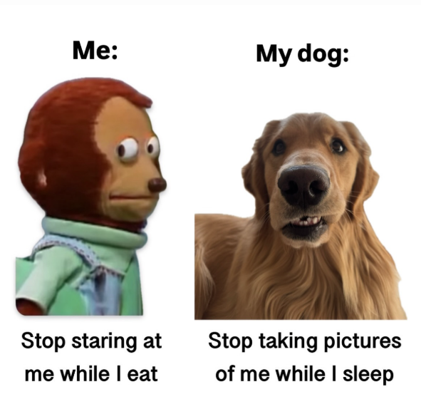 Me: My dog: Stop staring at me while I eat Stop taking pictures of me while I sleep