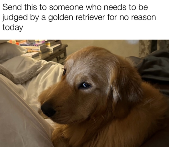 Send this to someone who needs to be judged by a golden retriever for no reason today