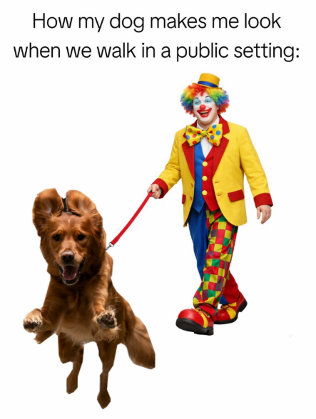How my dog makes me look when we walk in a public setting: