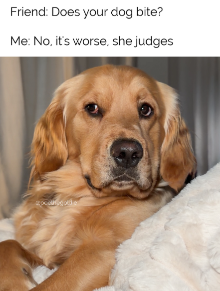 Friend: Does your dog bite? Me: No, it's worse, she judges @poethegoldie
