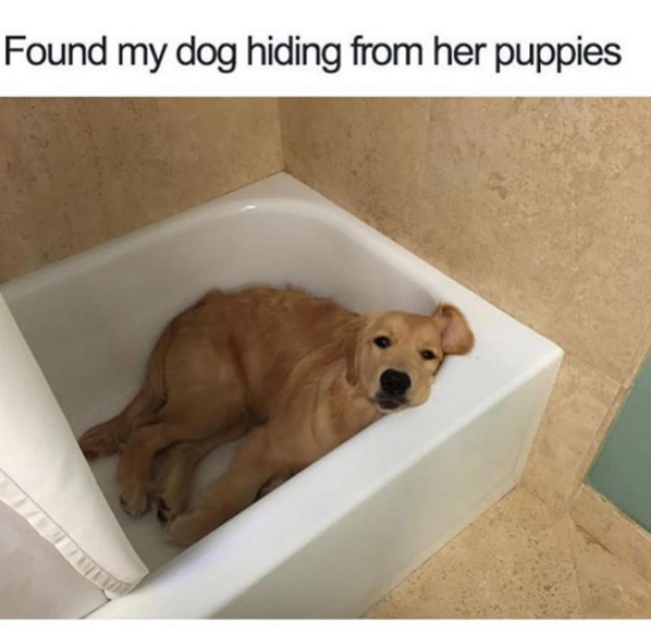 Found my dog hiding from her puppies