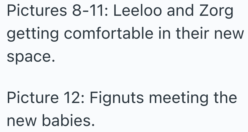 Pictures 8-11: Leeloo and Zorg getting comfortable in their new space. Picture 12: Fignuts meeting the new babies.