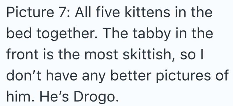 Picture 7: All five kittens in the bed together. The tabby in the front is the most skittish, so I don't have any better pictures of him. He's Drogo.