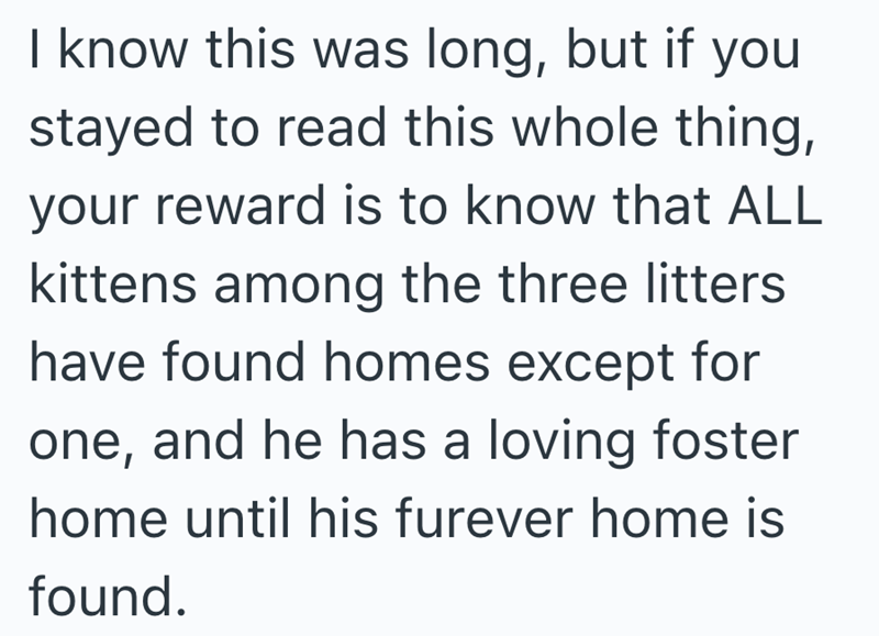 I know this was long, but if you stayed to read this whole thing, your reward is to know that ALL kittens among the three litters have found homes except for one, and he has a loving foster home until his furever home is found.