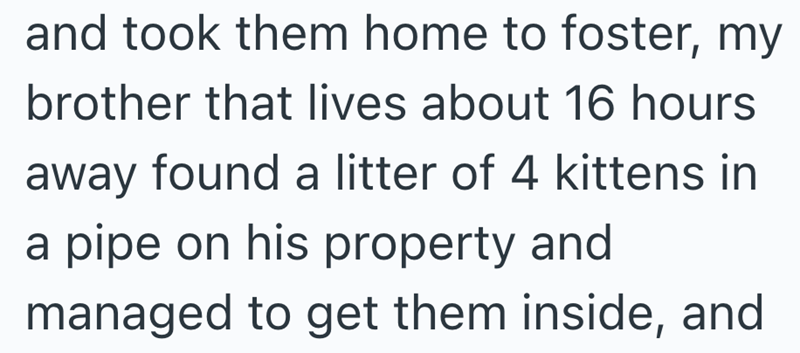 and took them home to foster, my brother that lives about 16 hours away found a litter of 4 kittens in a pipe on his property and managed to get them inside, and
