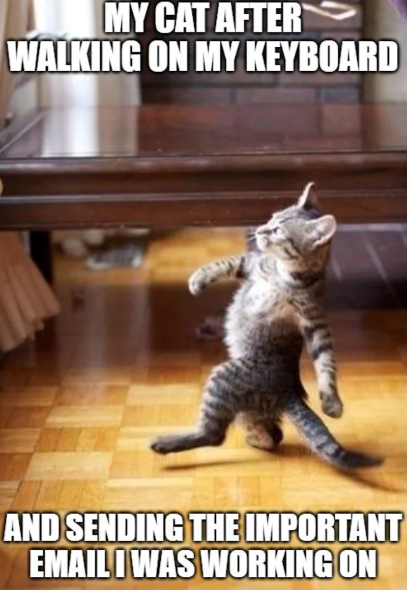 MY CAT AFTER WALKING ON MY KEYBOARD AND SENDING THE IMPORTANT EMAILI WAS WORKING ON