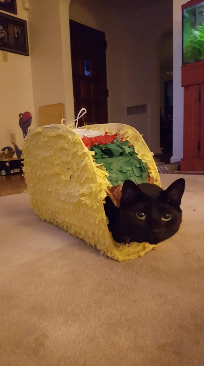 Cheezburger Image 10647425024