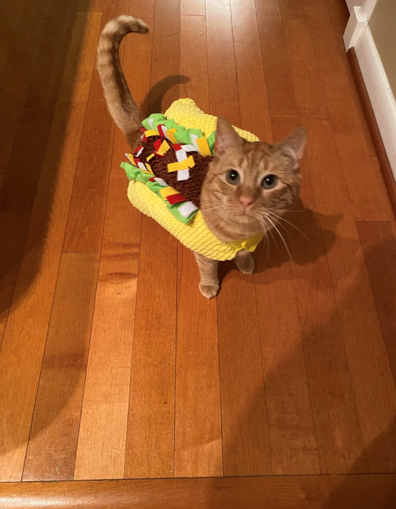 Cheezburger Image 10647425280