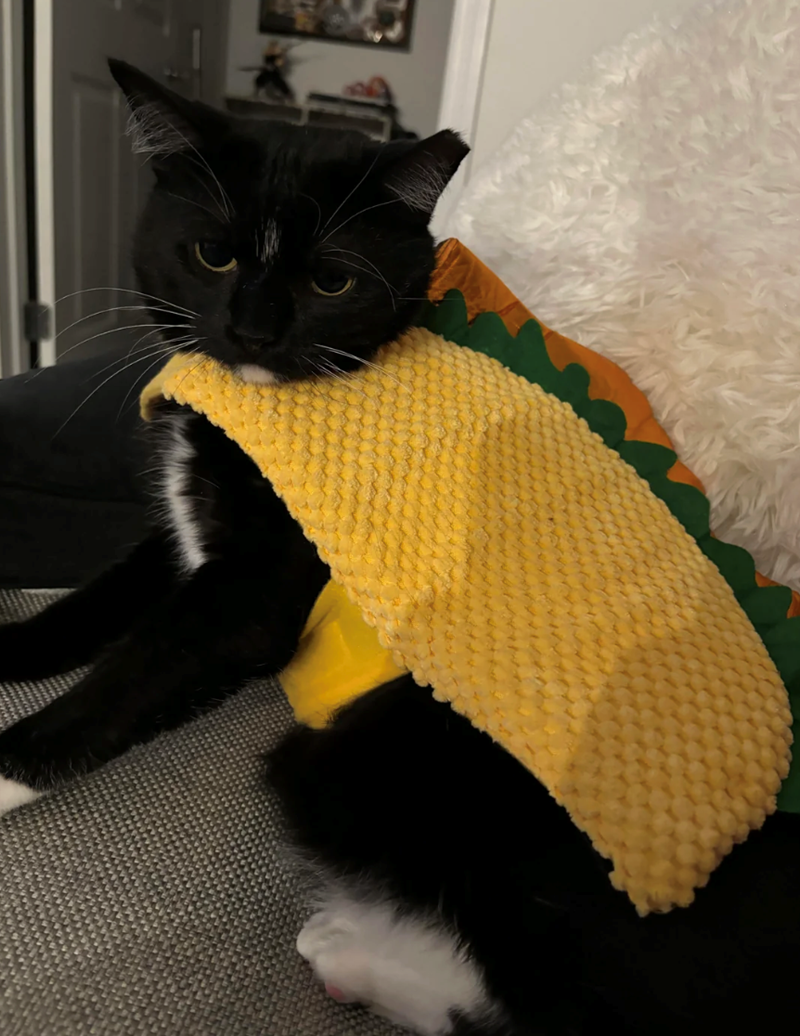 Cheezburger Image 10647425536