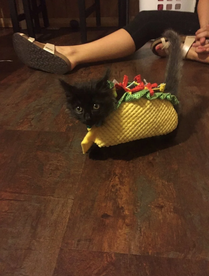 Cheezburger Image 10647425792