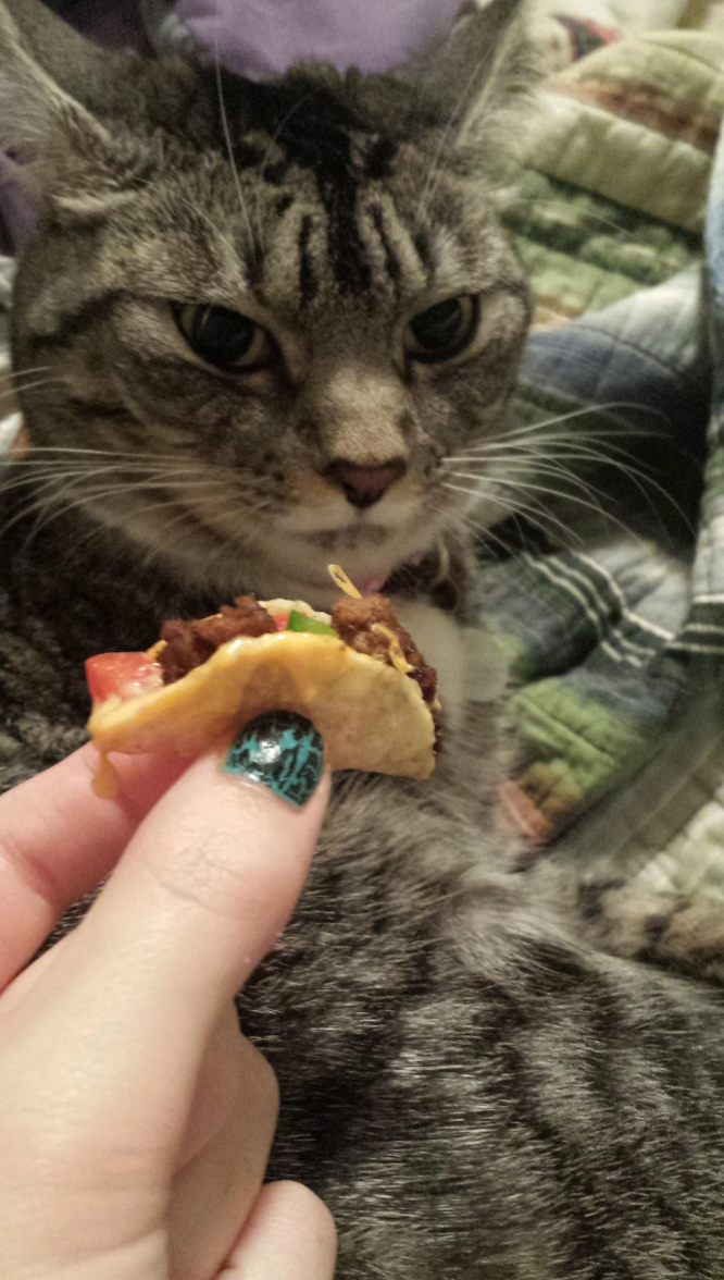 Cheezburger Image 10647426048
