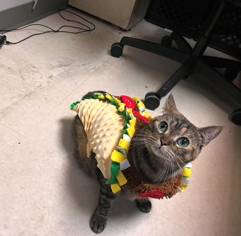Cheezburger Image 10647426304