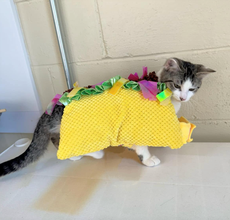 Cheezburger Image 10647427072