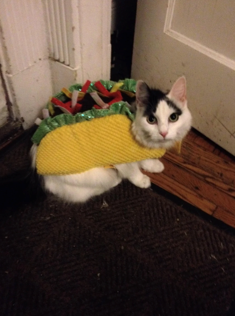 Cheezburger Image 10647428096