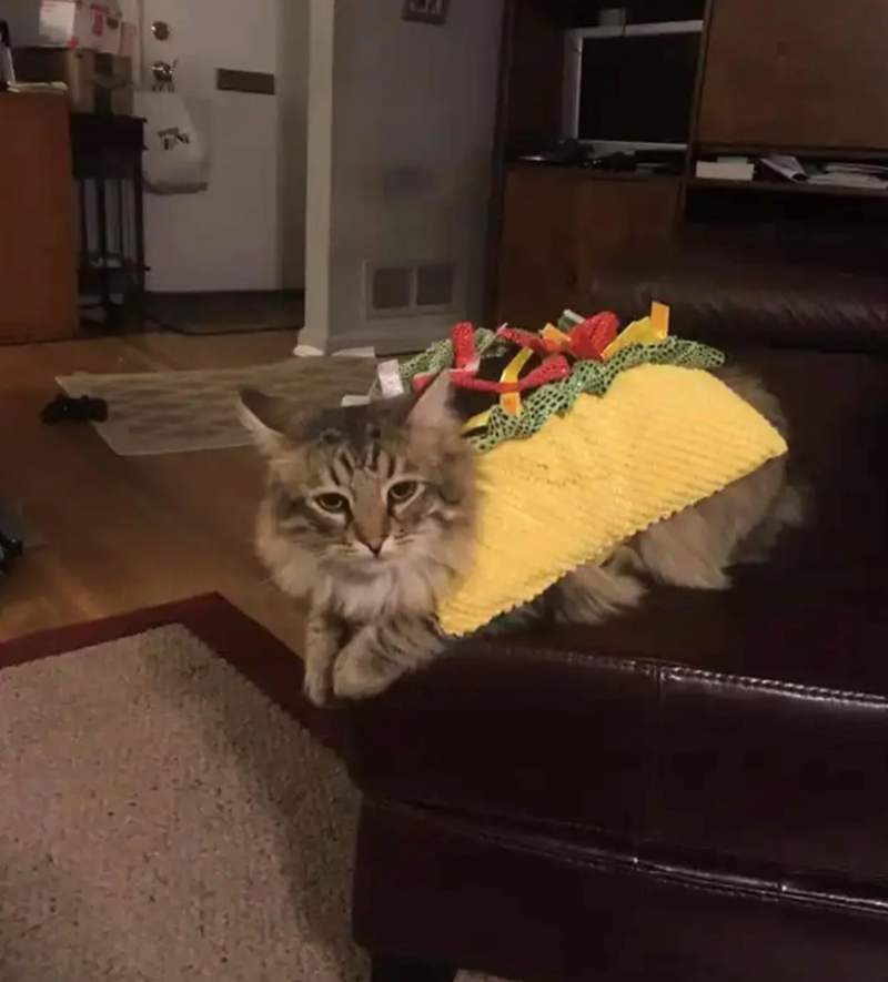 Cheezburger Image 10647428352