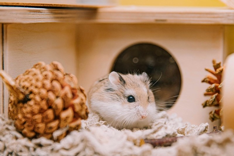 A hamster in a cage with a pine cone.