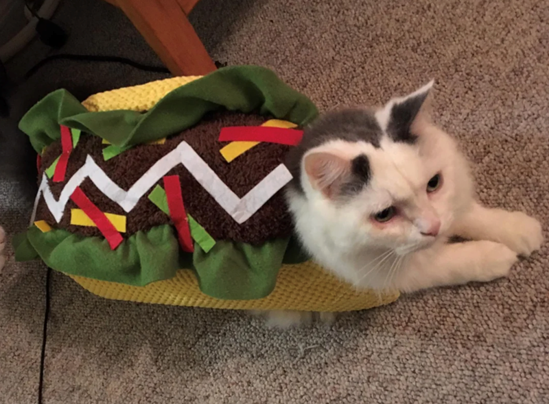 Cheezburger Image 10647430400