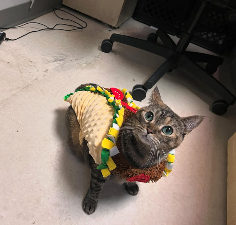 Cheezburger Image 10647430912