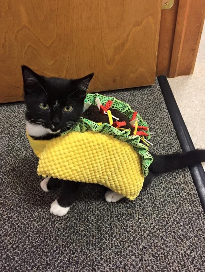 Cheezburger Image 10647431168