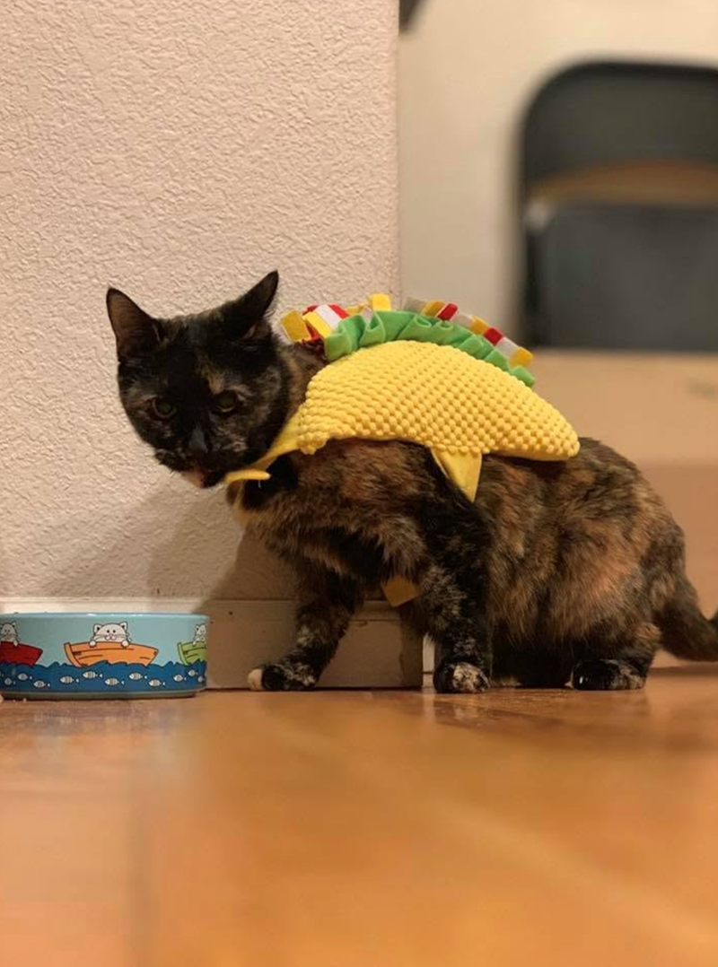 Cheezburger Image 10647431936