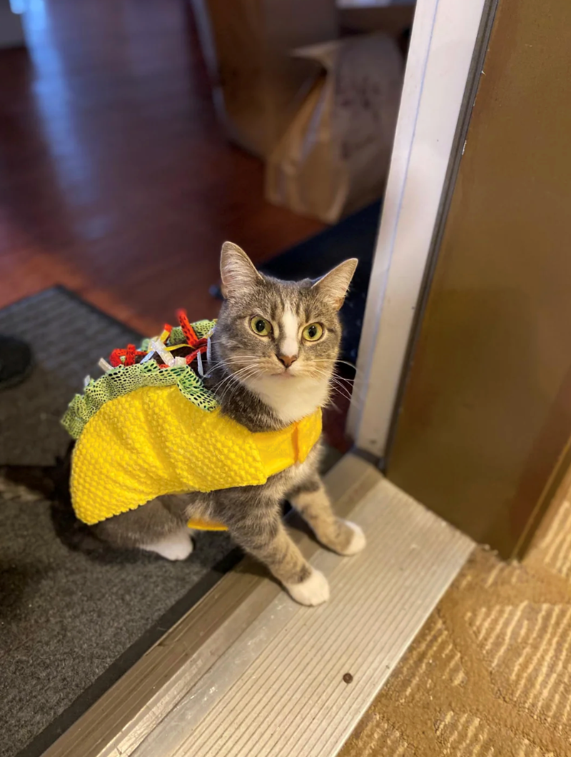 Cheezburger Image 10647432960