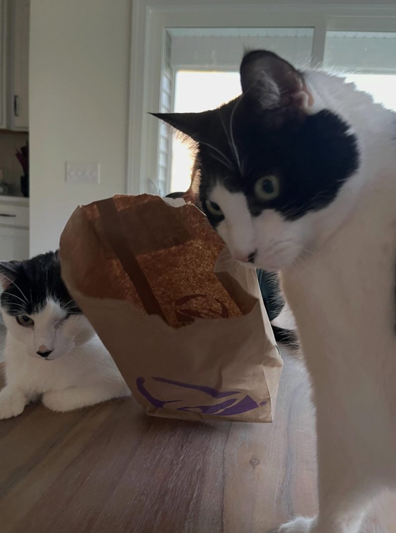 Cheezburger Image 10647433216