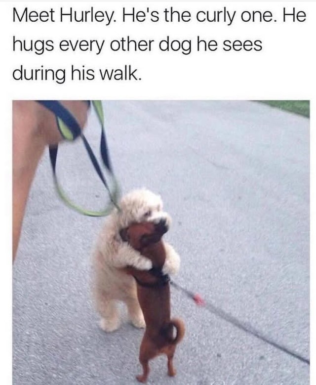 Meet Hurley. He's the curly one. He hugs every other dog he sees during his walk.