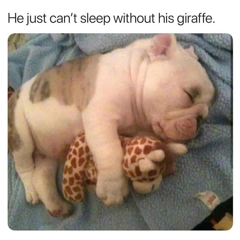He just can't sleep without his giraffe.