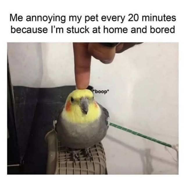 Me annoying my pet every 20 minutes because I'm stuck at home and bored boop