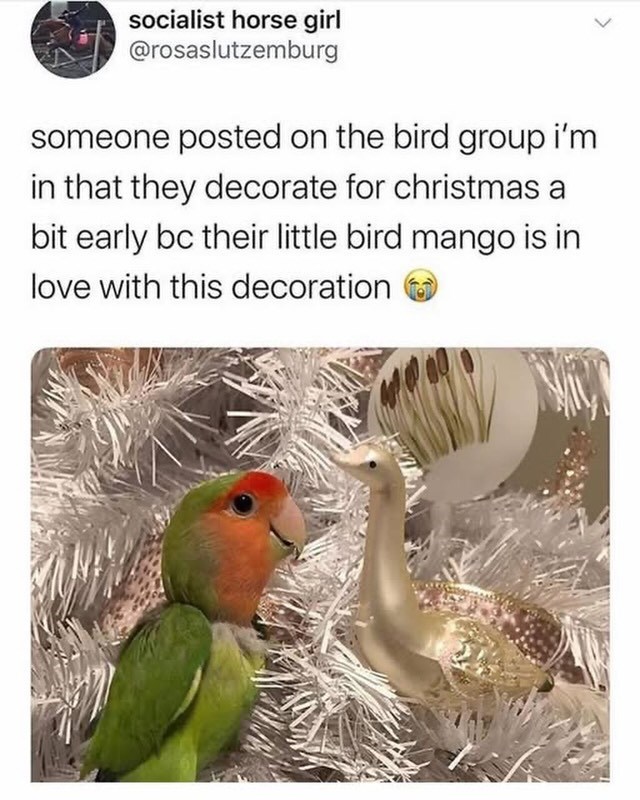 socialist horse girl @rosaslutzemburg someone posted on the bird group i'm in that they decorate for christmas a bit early bc their little bird mango is in love with this decoration