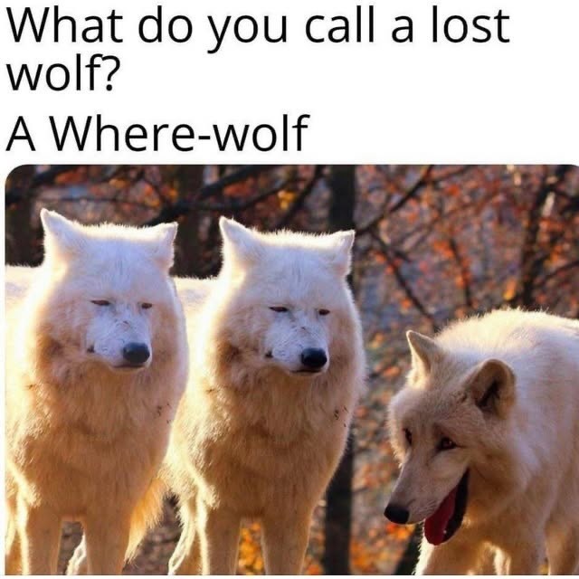 What do you call a lost wolf? A Where-wolf