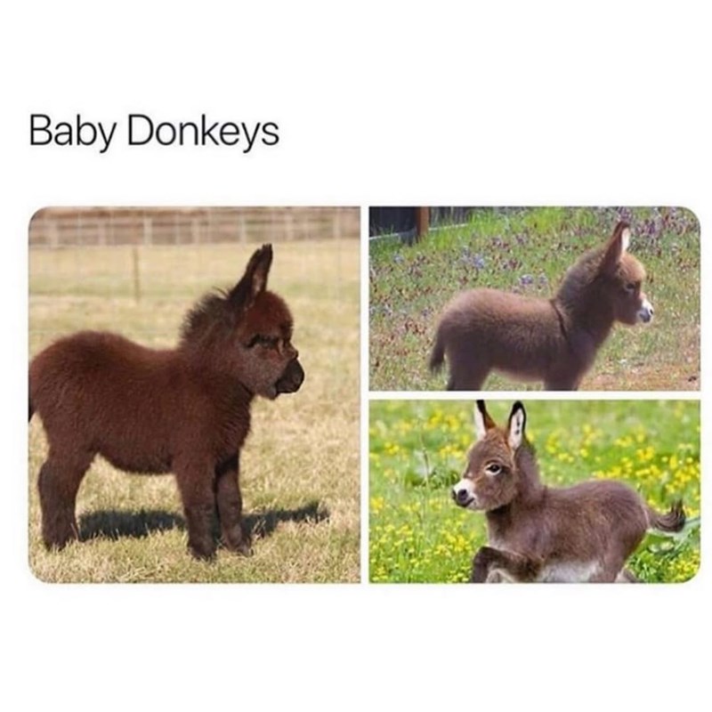 Baby Donkeys