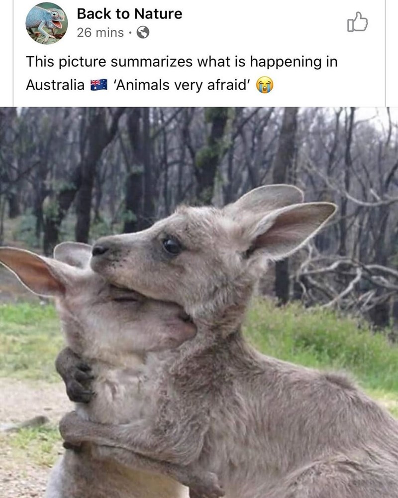 Back to Nature 26 mins This picture summarizes what is happening in Australia 'Animals very afraid'