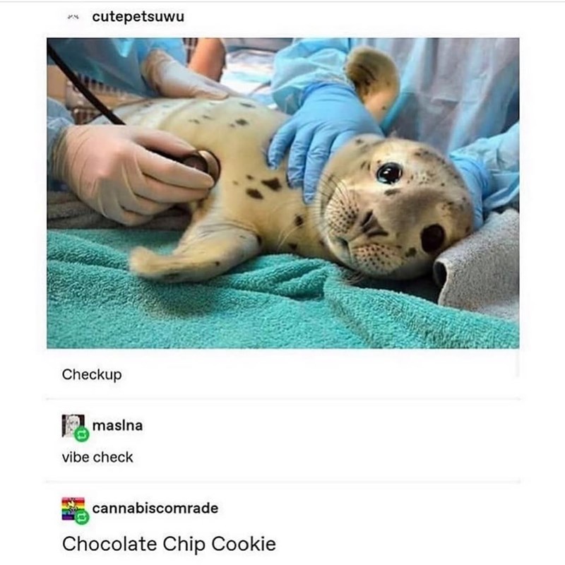 1.4 cutepetsuwu Checkup masina vibe check cannabiscomrade Chocolate Chip Cookie