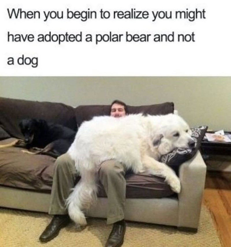 When you begin to realize you might have adopted a polar bear and not a dog