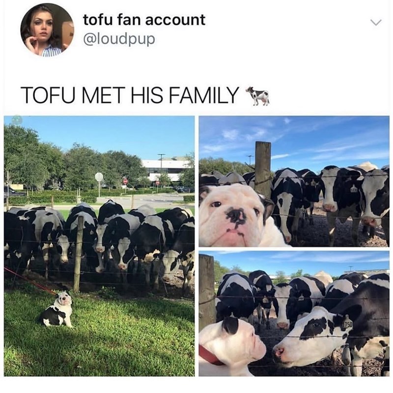 tofu fan account @loudpup TOFU MET HIS FAMILY 750