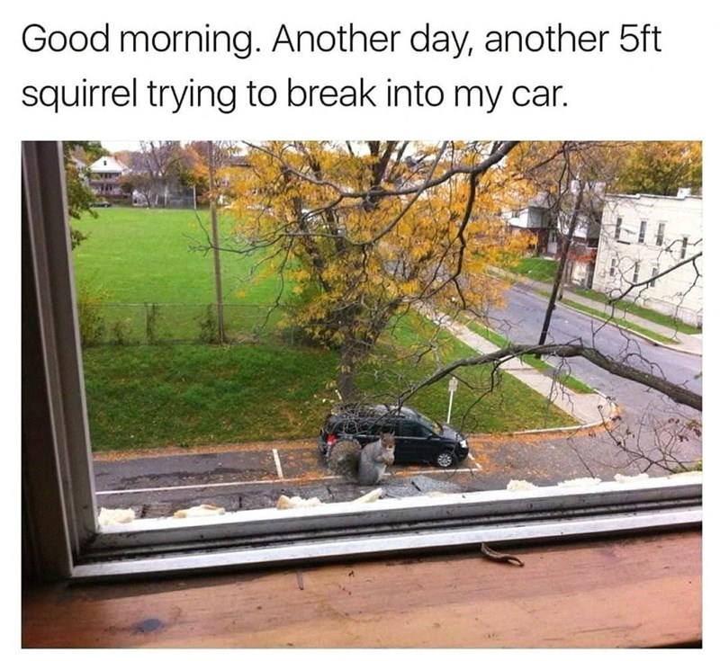 Good morning. Another day, another 5ft squirrel trying to break into my car. E