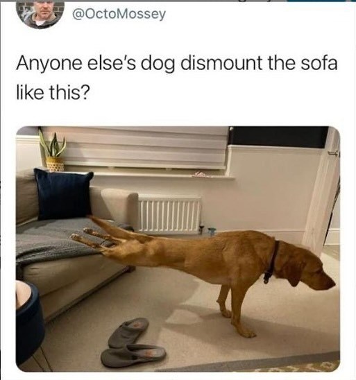 @OctoMossey Anyone else's dog dismount the sofa like this?