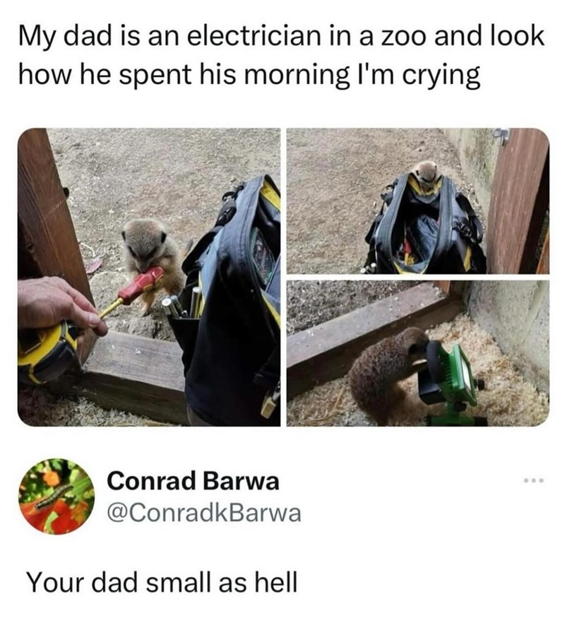 My dad is an electrician in a zoo and look how he spent his morning I'm crying Conrad Barwa @ConradkBarwa Your dad small as hell