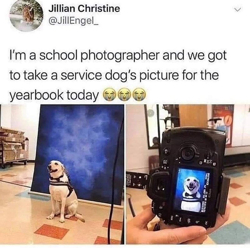 Jillian Christine @JillEngel_ I'm a school photographer and we got to take a service dog's picture for the yearbook today 600 a