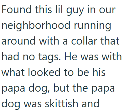 Found this lil guy in our neighborhood running around with a collar that had no tags. He was with what looked to be his papa dog, but the papa dog was skittish and