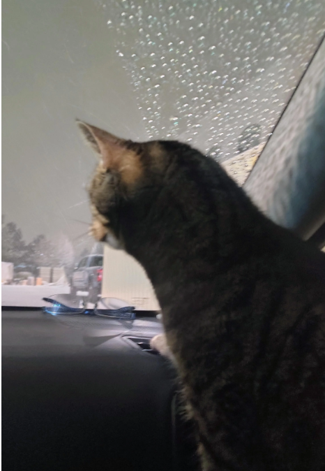 Cheezburger Image 10647472384