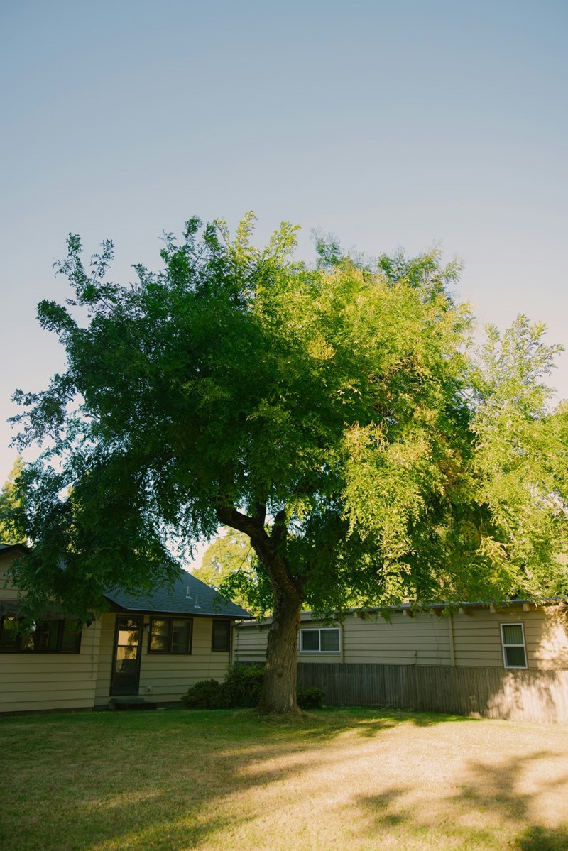 A mature backyard fruit tree becomes the center of a property ownership and family tradition dispute.