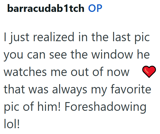 barracudab1tch OP I just realized in the last pic you can see the window he watches me out of now that was always my favorite pic of him! Foreshadowing lol!